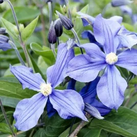 clematis-justa-wielkokwiatowy-poj-4l