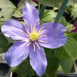 clematis-justa-wielkokwiatowy-p9-c1