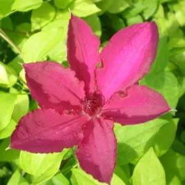 clematis-kardynal-wyszynski-wielkokwiatowy-p9-c1
