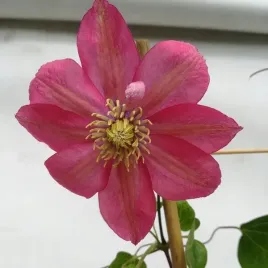clematis-wielkokwiatowy-little-mermaid-poj-4l