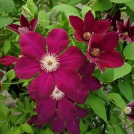 clematis-mazowsze-wielkokwiatowy-poj-2l