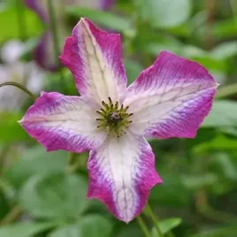 clematis-minuet-viticella-p9-c1