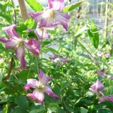 clematis-minuet-viticella-p9-c1-rodzaj-rosliny-powojnik