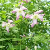 clematis-minuet-viticella-p9-c1-producent-inna