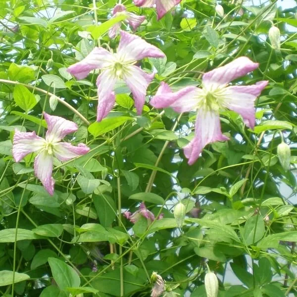 clematis-minuet-viticella-p9-c1