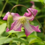 clematis-minuet-viticella-p9-c1-nazwa-lacinska-clematis