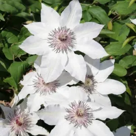 clematis-miss-bateman-poj-4l