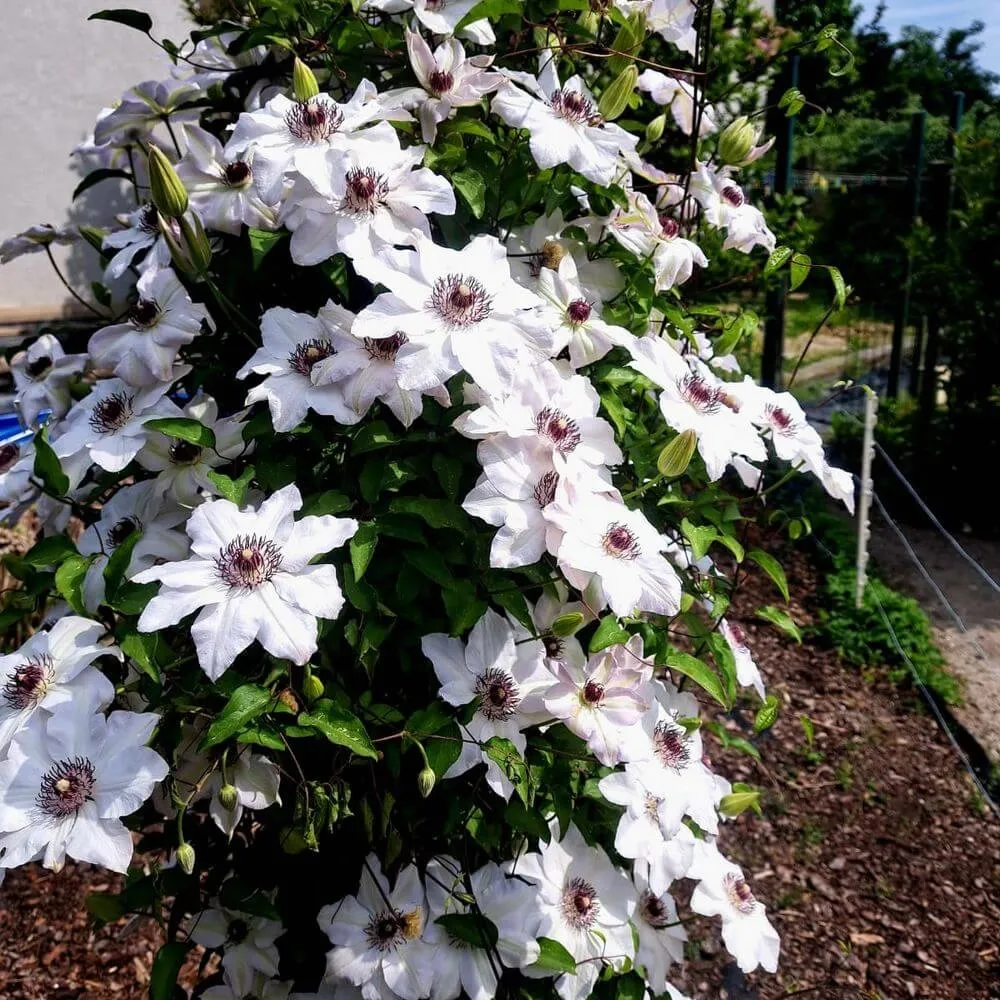 clematis-miss-bateman-poj-4l-rodzaj-rosliny-powojnik