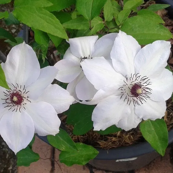 clematis-miss-bateman-poj-4l-rodzaj-rosliny-powojnik-producent-inna
