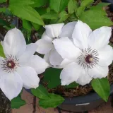 clematis-miss-bateman-poj-4l-rodzaj-rosliny-powojnik-producent-inna