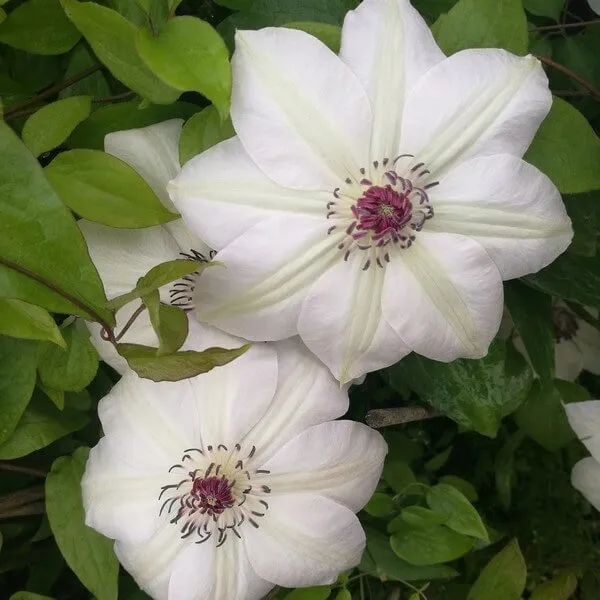 clematis-miss-bateman-poj-4l-rodzaj-rosliny-powojnik-nazwa-lacinska-clematis