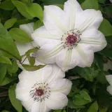 clematis-miss-bateman-poj-4l-rodzaj-rosliny-powojnik-nazwa-lacinska-clematis