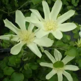 clematis-moonlight-syn-yellow-queen-poj-4l-rodzaj-rosliny-powojnik