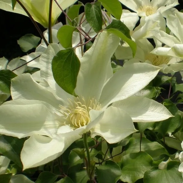clematis-moonlight-syn-yellow-queen-poj-4l-rodzaj-rosliny-powojnik