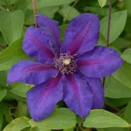clematis-mrs-n-thompson-wielkokwiatowy-poj-2l