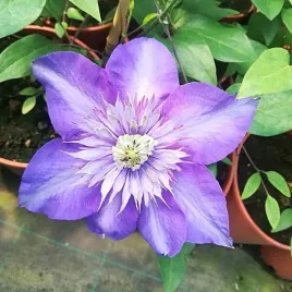clematis-multi-blue-wielkokwiatowy-pelny-poj-4l