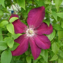 clematis-niobe-wielkokwiatowy-poj-4l