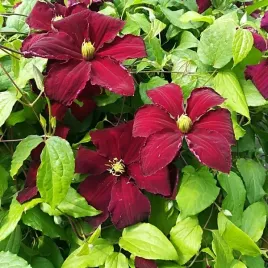 clematis-niobe-wielkokwiatowy-poj-2l