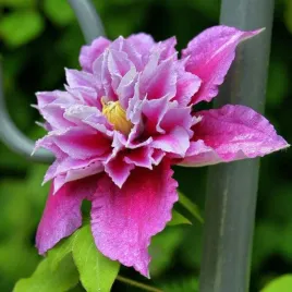 clematis-piilu-wielkokwiatowy-pelny-p9-c1