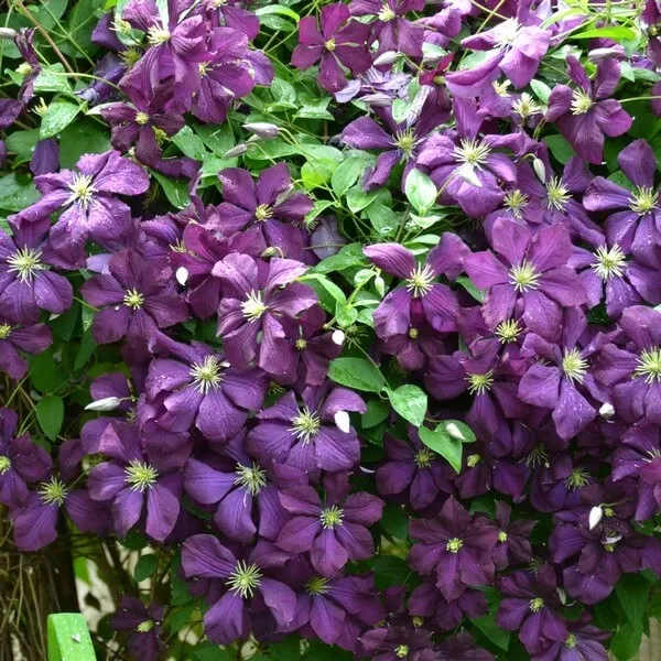 clematis-polish-spirit-p9-c1-rodzaj-rosliny-powojnik