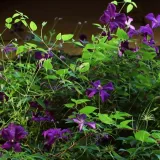 clematis-polish-spirit-p9-c1-producent-inna