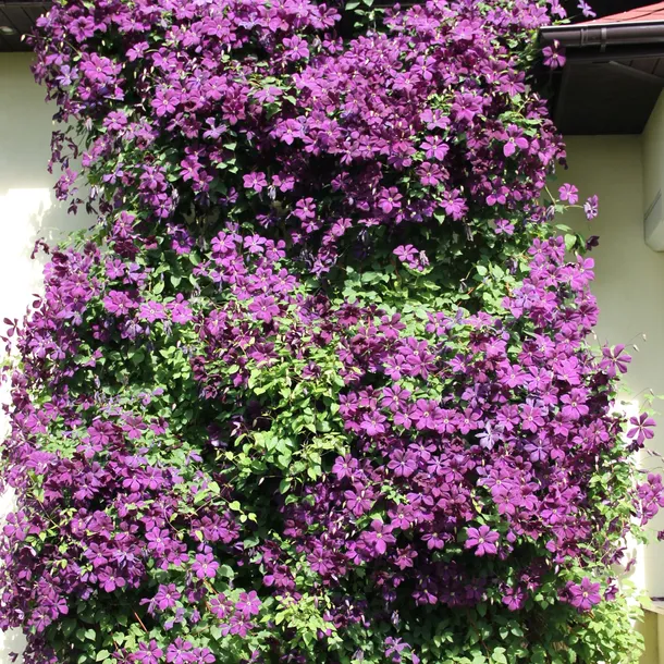 clematis-polish-spirit-p9-c1-nazwa-lacinska-clematis