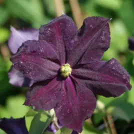 clematis-romantica-w-p9-c1