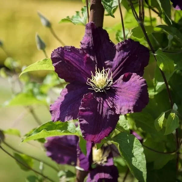 clematis-romantica-w-p9-c1-producent-inna