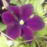clematis-romantica-w-p9-c1-nazwa-lacinska-clematis
