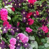 clematis-romantica-w-p9-c1-rodzaj-rosliny-powojnik-producent-inna