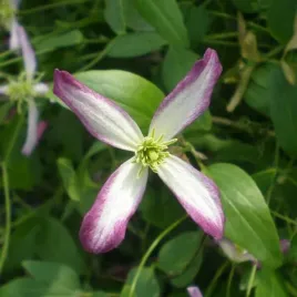 clematis-botaniczny-rubromarginata-p9-c1