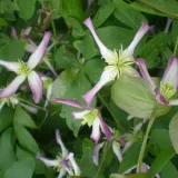 clematis-botaniczny-rubromarginata-p9-c1-rodzaj-rosliny-powojnik