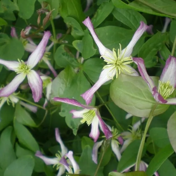 clematis-botaniczny-rubromarginata-p9-c1-rodzaj-rosliny-powojnik