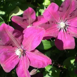 clematis-rouge-cardinal-wielkokwiatowy-poj-4l