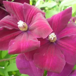 clematis-rouge-cardinal-wielkokwiatowy-poj-2l