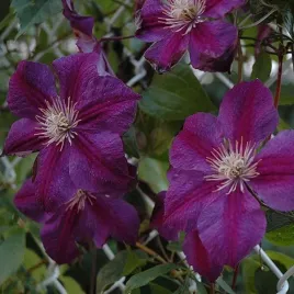 clematis-star-of-india-poj-2l