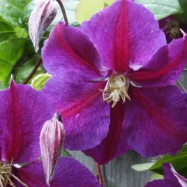 clematis-star-of-india-poj-4l