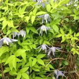 clematis-stolwijk-gold-p9-c1-rodzaj-rosliny-powojnik