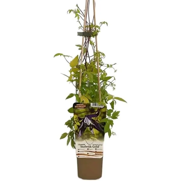clematis-stolwijk-gold-p9-c1