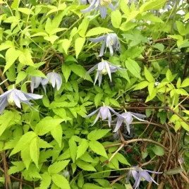 clematis-stolwijk-gold-poj-2l