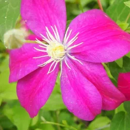 clematis-sunset-wielkokwiatowy-poj-4l