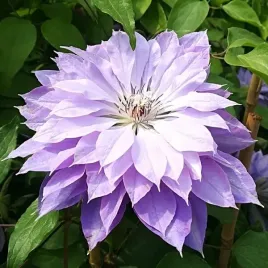 clematis-teshio-wielkokwiatowy-pelny-poj-4l