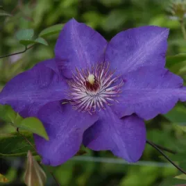 clematis-the-president-wielkokwiatowy-poj-2l
