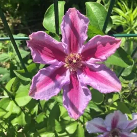 clematis-tudor-wielkokwiatowy-poj-2l