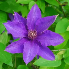 clematis-the-president-wielkokwiatowy-p9-c1