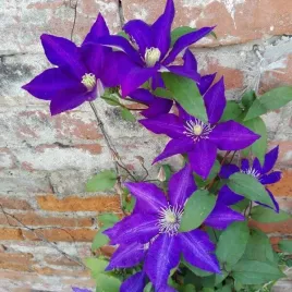 clematis-the-president-wielkokwiatowy-poj-4l