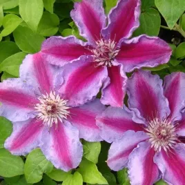 clematis-tudor-wielkokwiatowy-poj-4l
