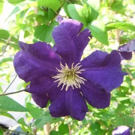 clematis-viola-wielkokwiatowy-p9-c1