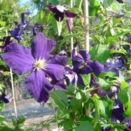 clematis-viola-wielkokwiatowy-poj-2l