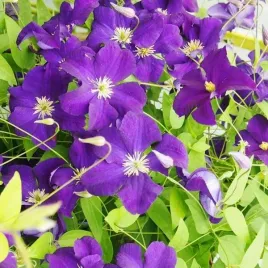 clematis-viola-wielkokwiatowy-poj-4l